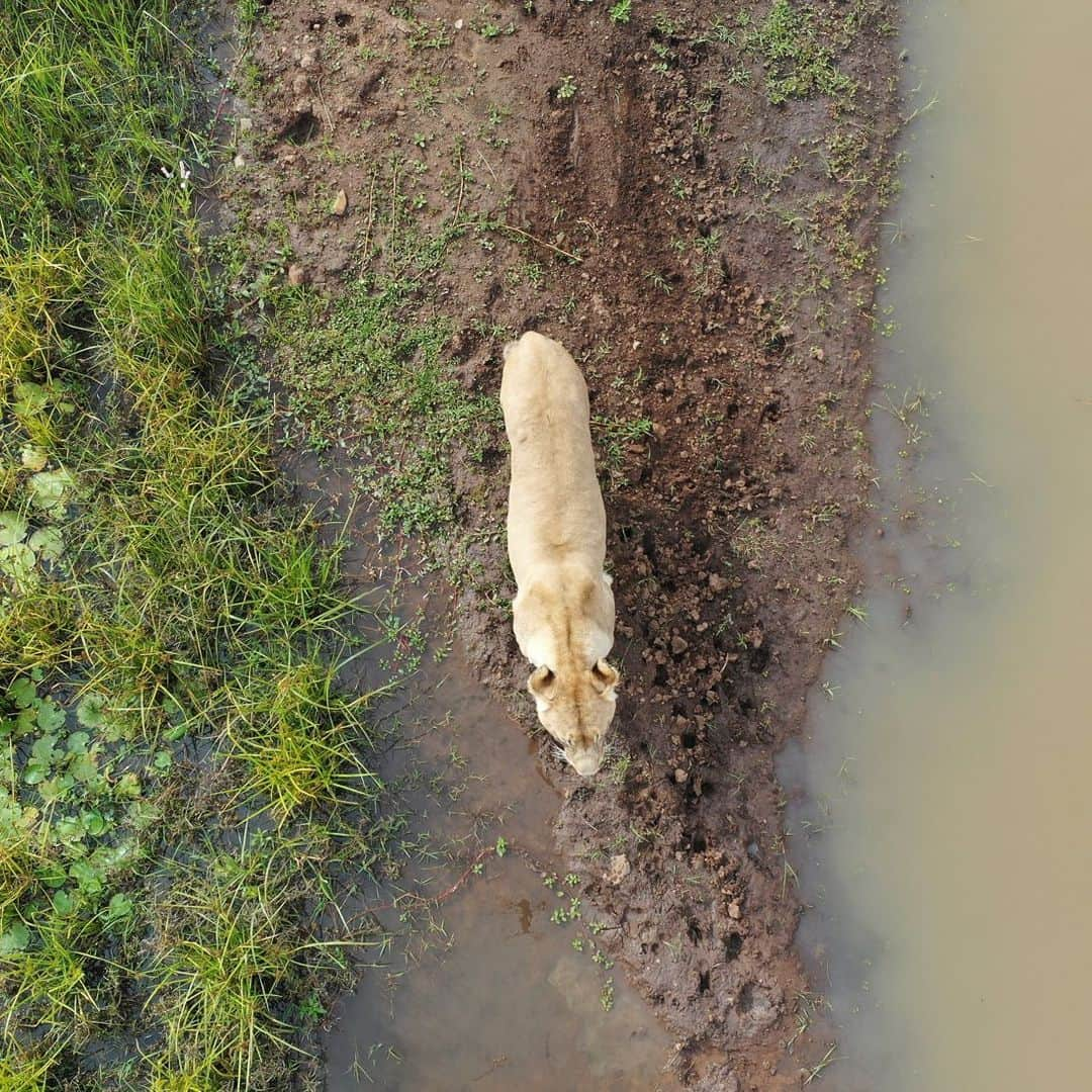 Kevin Richardson LionWhisperer さんのインスタグラム写真 - (Kevin Richardson LionWhisperer Instagram)「Miss you Livy! Found these pics I took from the drone a while back. My filing is not the best, that’s why it’s taken me so long to stumble on these images. Livy, who sadly passed last year was known as the ‘drone destroyer’. Many a drone pilot was warned and many a drone pilot fell victim. She lured them into a false sense of security which ultimately caused them to get too cocky and of course, too close. Then in a flash, she would leap into the air, knocking the drone to its demise. Often she’d walk off into the bushes to devour her ‘trophy’.   #dronekiller #dronedestroyer」4月27日 0時10分 - lionwhisperersa