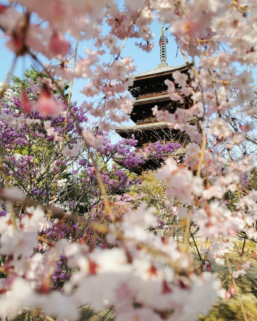 畠山優梨枝さんのインスタグラム写真 - (畠山優梨枝Instagram)「桜の季節に京都へ行ってきました🌸 こちらは仁和寺✨ 桜は満開でとってもキレイでした😍 タイミングばっちり🙋 やっぱり京都の桜はなんだか特別♥️♥️  #春#桜#花見#お花見#ピンク#旅#旅行#京都#京都旅行#仁和寺#桜の名所#そうだ京都行こう#kyoto#kyotojapan#sakura」4月27日 0時03分 - yurieyurieee