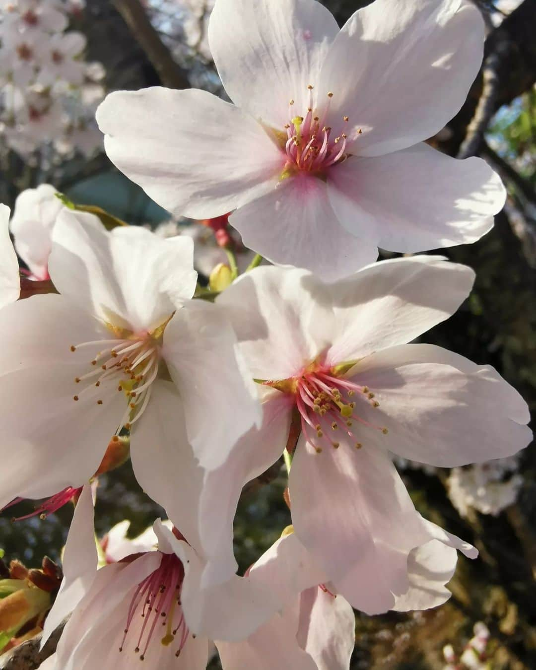 畠山優梨枝さんのインスタグラム写真 - (畠山優梨枝Instagram)「桜の季節に京都へ行ってきました🌸 こちらは仁和寺✨ 桜は満開でとってもキレイでした😍 タイミングばっちり🙋 やっぱり京都の桜はなんだか特別♥️♥️  #春#桜#花見#お花見#ピンク#旅#旅行#京都#京都旅行#仁和寺#桜の名所#そうだ京都行こう#kyoto#kyotojapan#sakura」4月27日 0時03分 - yurieyurieee