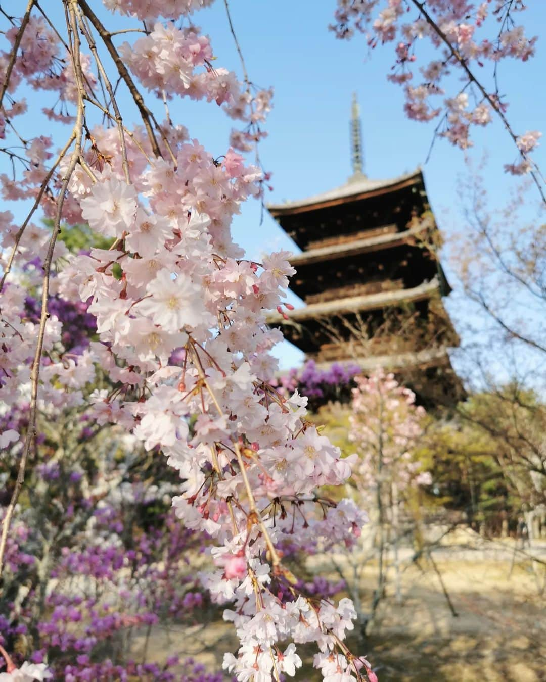 畠山優梨枝さんのインスタグラム写真 - (畠山優梨枝Instagram)「桜の季節に京都へ行ってきました🌸 こちらは仁和寺✨ 桜は満開でとってもキレイでした😍 タイミングばっちり🙋 やっぱり京都の桜はなんだか特別♥️♥️  #春#桜#花見#お花見#ピンク#旅#旅行#京都#京都旅行#仁和寺#桜の名所#そうだ京都行こう#kyoto#kyotojapan#sakura」4月27日 0時03分 - yurieyurieee