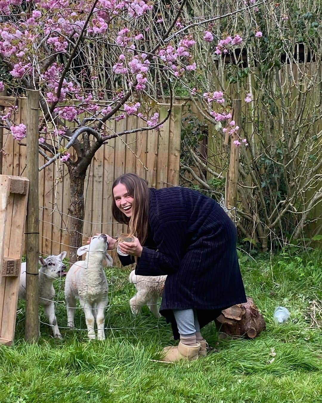 ガブリエル・アプリンのインスタグラム：「Springy wingy 🌞🐓🐑🌳🐦‍⬛ Lots of lambs, lots of songs. My dog started this habit of pooing in inconvenient places aaaand I got a chicken coop 🐓」