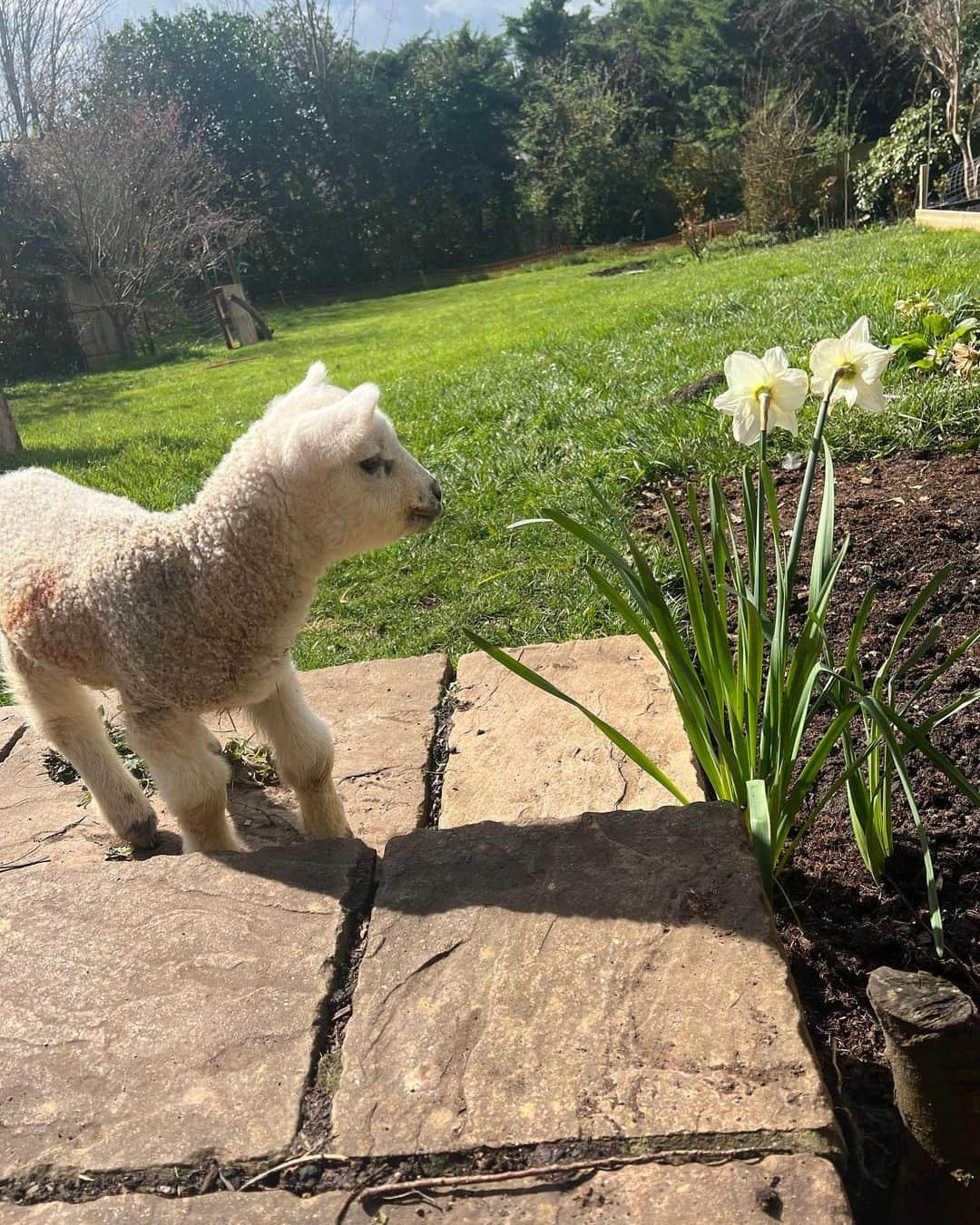 ガブリエル・アプリンさんのインスタグラム写真 - (ガブリエル・アプリンInstagram)「Springy wingy 🌞🐓🐑🌳🐦‍⬛ Lots of lambs, lots of songs. My dog started this habit of pooing in inconvenient places aaaand I got a chicken coop 🐓」4月27日 0時14分 - gabrielleaplin