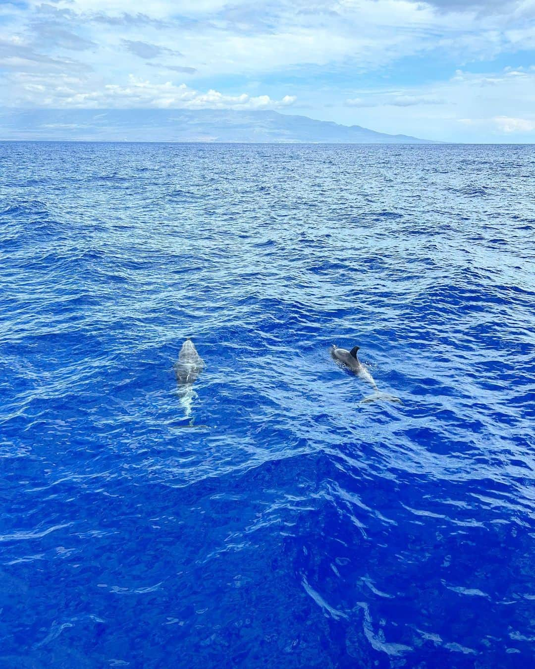 カミーラ・ベルさんのインスタグラム写真 - (カミーラ・ベルInstagram)「☀️👙🐋🐬🍸⛱️🌅🦋」4月27日 0時34分 - camillabelle