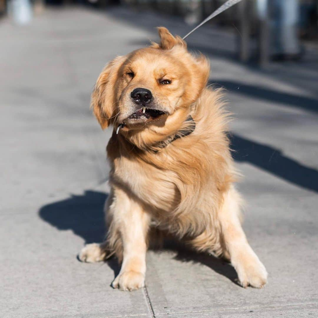 The Dogistさんのインスタグラム写真 - (The DogistInstagram)「George, Golden Retriever (2 y/o), Gansevoort & Hudson St., New York, NY • “We just moved here from Boston. He’s an 85-lb lap dog, and he’s scared of boxes – he doesn’t mess with any type of box. He walked down the aisle of my wedding – that’s where the bow tie comes from.” @backbaygeorge」4月27日 0時34分 - thedogist