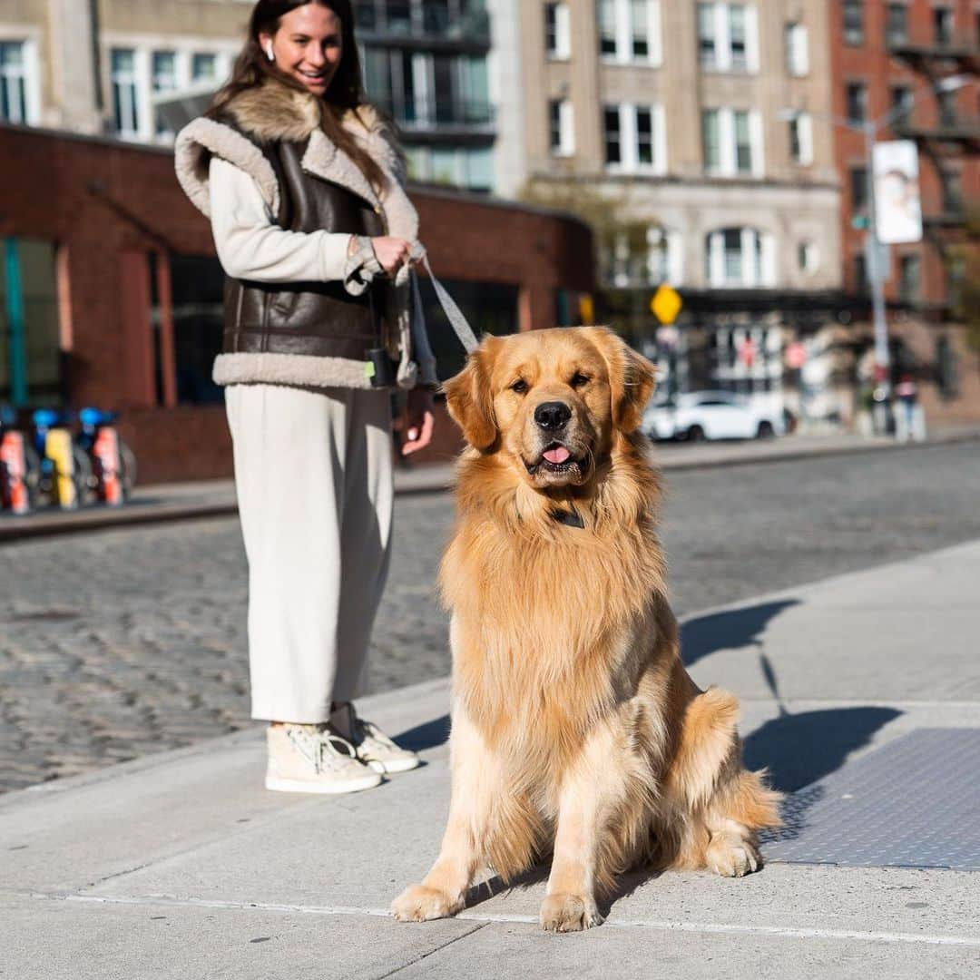 The Dogistさんのインスタグラム写真 - (The DogistInstagram)「George, Golden Retriever (2 y/o), Gansevoort & Hudson St., New York, NY • “We just moved here from Boston. He’s an 85-lb lap dog, and he’s scared of boxes – he doesn’t mess with any type of box. He walked down the aisle of my wedding – that’s where the bow tie comes from.” @backbaygeorge」4月27日 0時34分 - thedogist