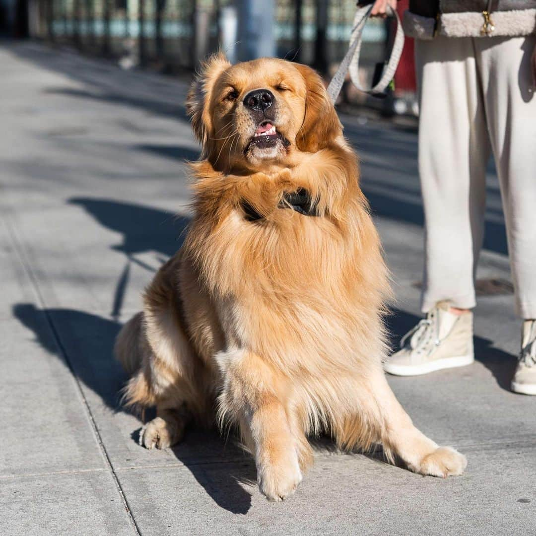 The Dogistさんのインスタグラム写真 - (The DogistInstagram)「George, Golden Retriever (2 y/o), Gansevoort & Hudson St., New York, NY • “We just moved here from Boston. He’s an 85-lb lap dog, and he’s scared of boxes – he doesn’t mess with any type of box. He walked down the aisle of my wedding – that’s where the bow tie comes from.” @backbaygeorge」4月27日 0時34分 - thedogist