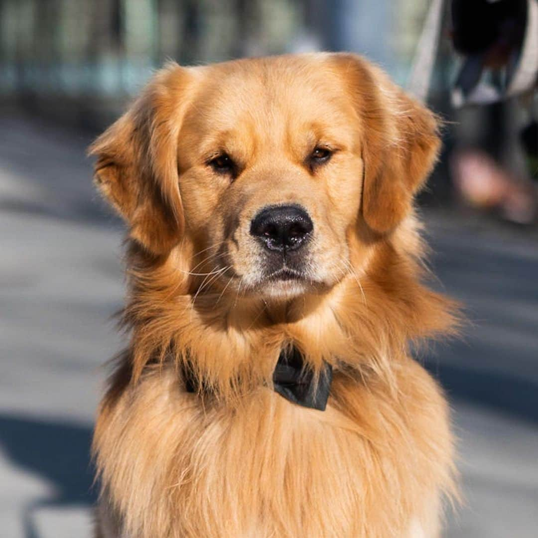 The Dogistさんのインスタグラム写真 - (The DogistInstagram)「George, Golden Retriever (2 y/o), Gansevoort & Hudson St., New York, NY • “We just moved here from Boston. He’s an 85-lb lap dog, and he’s scared of boxes – he doesn’t mess with any type of box. He walked down the aisle of my wedding – that’s where the bow tie comes from.” @backbaygeorge」4月27日 0時34分 - thedogist