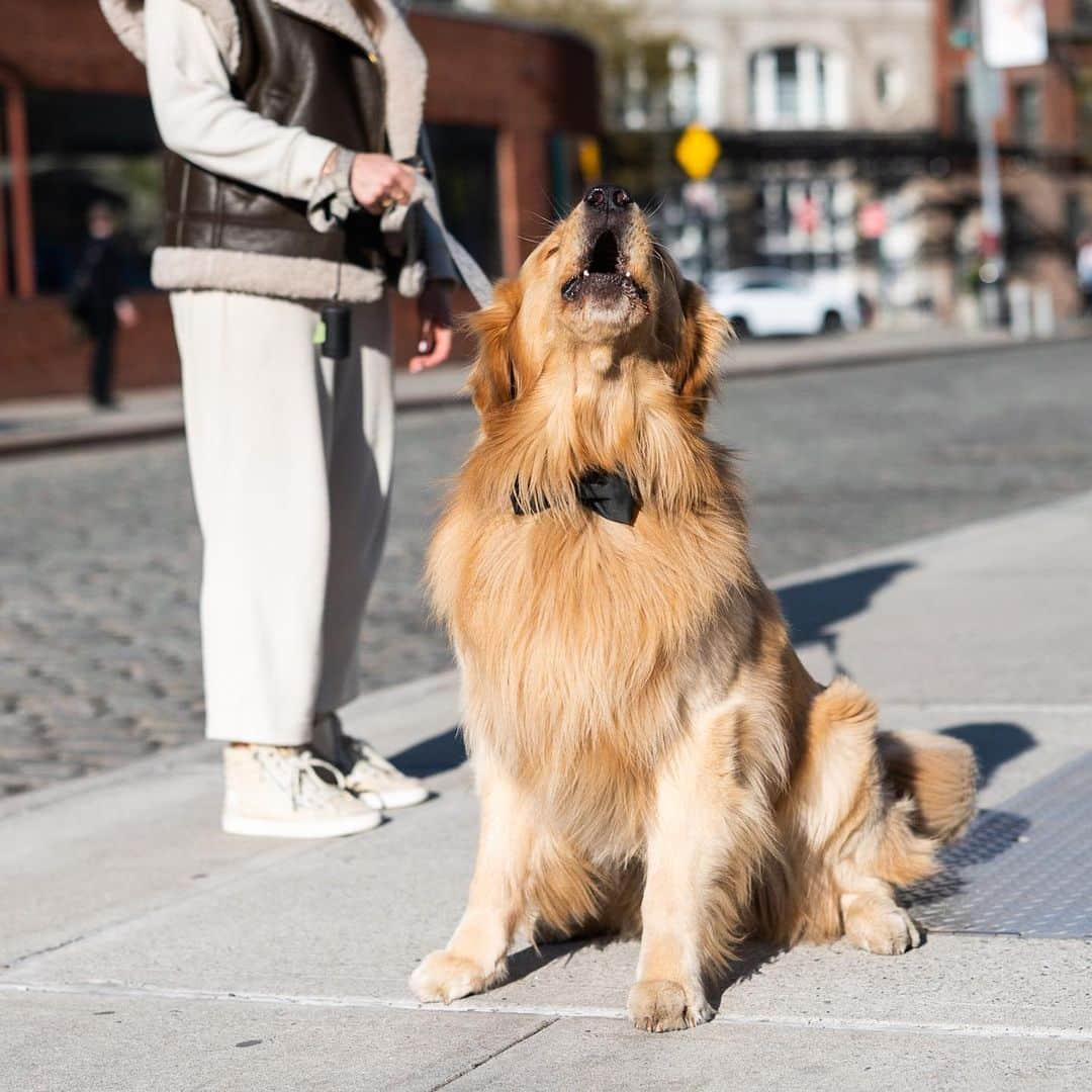 The Dogistさんのインスタグラム写真 - (The DogistInstagram)「George, Golden Retriever (2 y/o), Gansevoort & Hudson St., New York, NY • “We just moved here from Boston. He’s an 85-lb lap dog, and he’s scared of boxes – he doesn’t mess with any type of box. He walked down the aisle of my wedding – that’s where the bow tie comes from.” @backbaygeorge」4月27日 0時34分 - thedogist