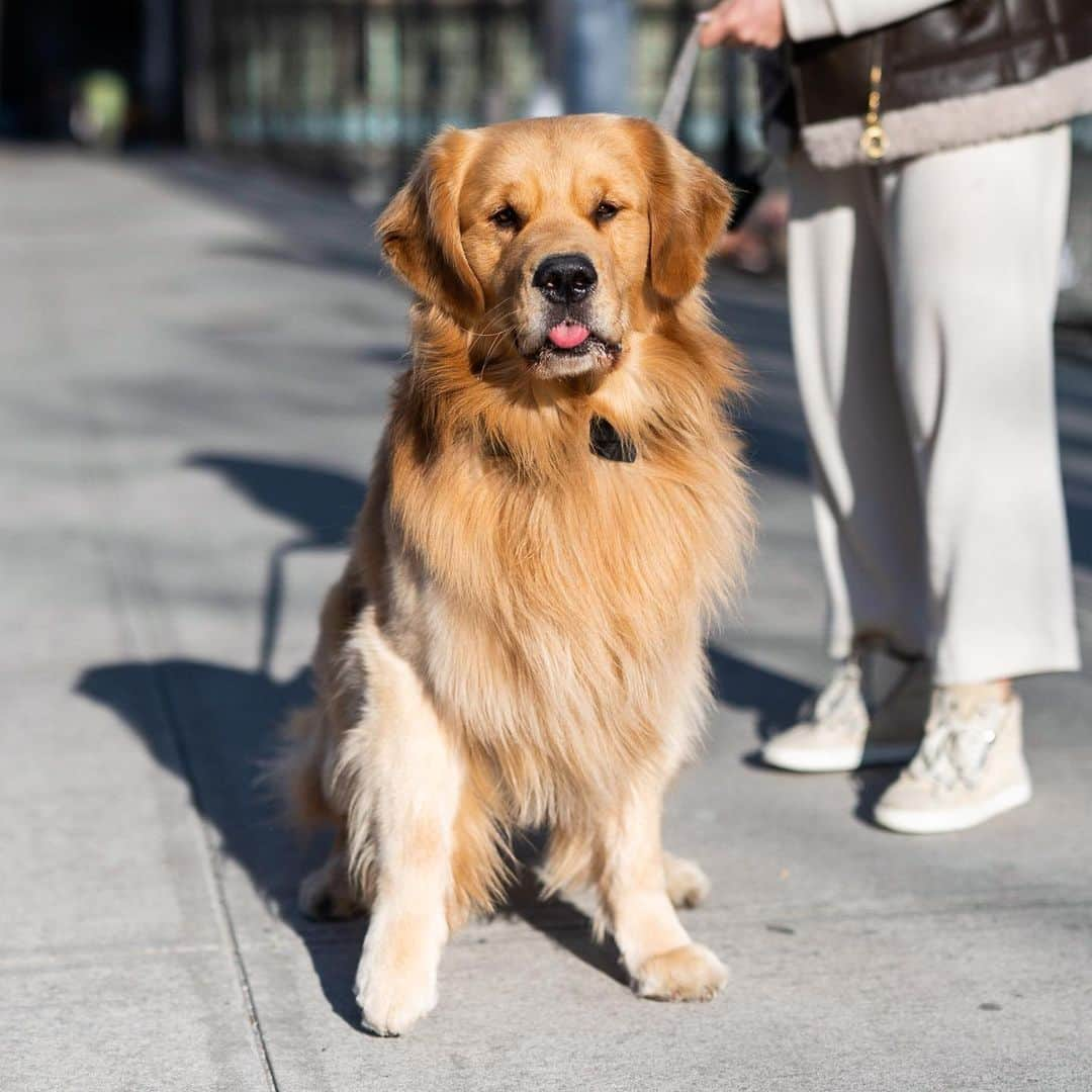 The Dogistさんのインスタグラム写真 - (The DogistInstagram)「George, Golden Retriever (2 y/o), Gansevoort & Hudson St., New York, NY • “We just moved here from Boston. He’s an 85-lb lap dog, and he’s scared of boxes – he doesn’t mess with any type of box. He walked down the aisle of my wedding – that’s where the bow tie comes from.” @backbaygeorge」4月27日 0時34分 - thedogist