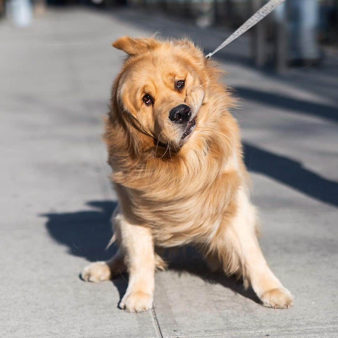 The Dogistさんのインスタグラム写真 - (The DogistInstagram)「George, Golden Retriever (2 y/o), Gansevoort & Hudson St., New York, NY • “We just moved here from Boston. He’s an 85-lb lap dog, and he’s scared of boxes – he doesn’t mess with any type of box. He walked down the aisle of my wedding – that’s where the bow tie comes from.” @backbaygeorge」4月27日 0時34分 - thedogist