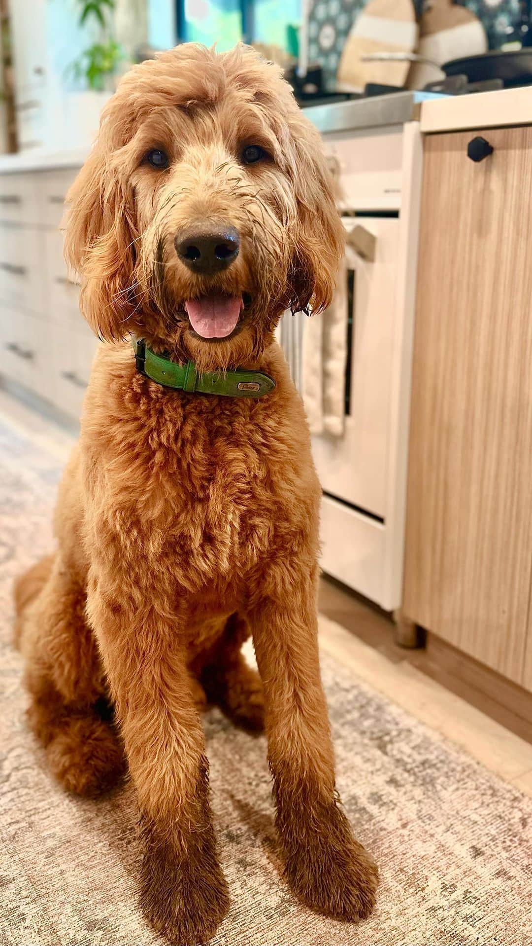 エイミー・デビッドソンのインスタグラム：「Excuse me, Sir. Did you get into my plants? You look a little bit dirty… 🐶🐾🪴👩🏻‍🌾  do we need to get #turf ?」