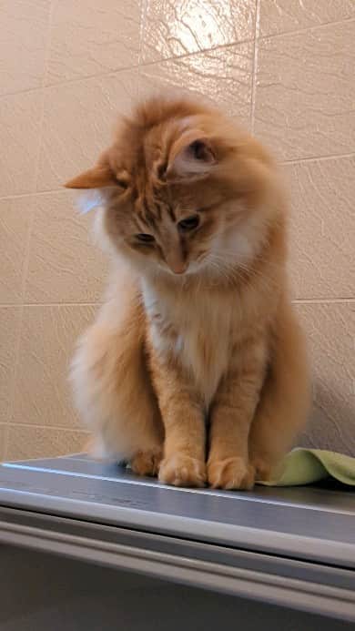 岡田屋鉄蔵のインスタグラム
