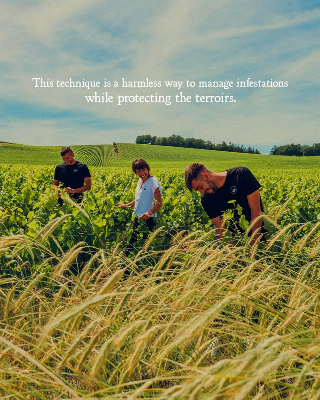Moët & Chandon Officialさんのインスタグラム写真 - (Moët & Chandon OfficialInstagram)「Working with nature. We use insect pheromones in the vineyards to naturally control pest populations by preventing mating and thus reproduction, thereby removing the need for insecticide. This method, which we have had in practice since 1996, is harmless to the environment or other indigenous flora and fauna.​⁣ ⁣ #MoetChandon #NaturaNostra⁣ ⁣ This material is not intended to be viewed by persons⁣ under the legal alcohol drinking age or in countries⁣ with restrictions on advertising on alcoholic beverages.⁣ ENJOY MOËT RESPONSIBLY.」4月27日 1時00分 - moetchandon