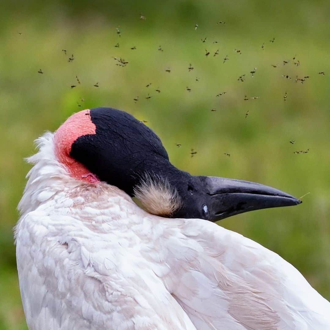 Keith Ladzinskiのインスタグラム：「A jabiru stork exhaustingly dealing with a swarm of mosquitoes in Brazil’s pantanal.」