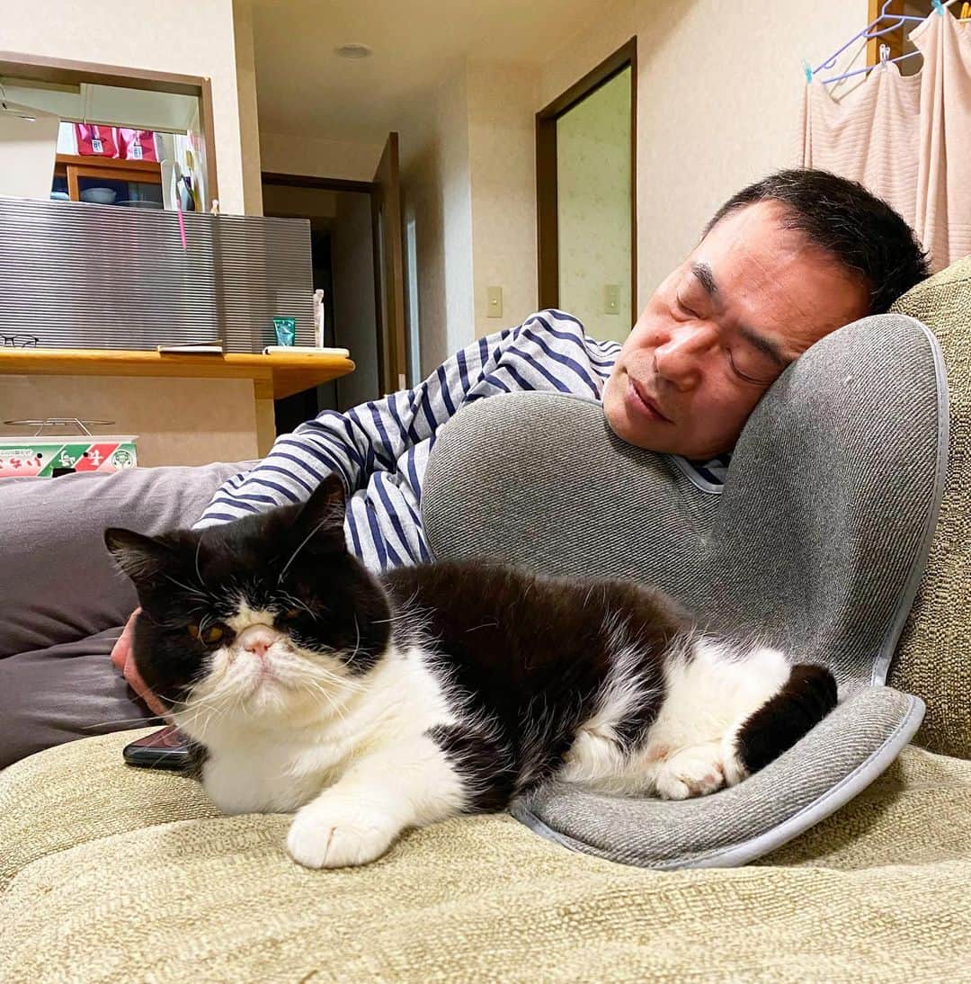 nemuru_catのインスタグラム：「#ルーク#眠る夫  コストコデビューしたんですけども 初回で５９０００円使いました。 こんなもんなんですかね… * #コストコ#ねこ部#cat#cats#neko#猫#catsofinstagram#bestmeow#catlover#ふわもこ部#エキゾチックショートヘア#exoticshorthair#はちわれ」