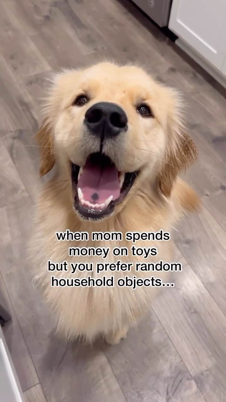 のインスタグラム：「@pearl.the.golden.girl just a simple gorl with simple needs 😂 . . . ⁣ #puppylove #funnydogs #dogsofinstagram #sillydog #doghabits」