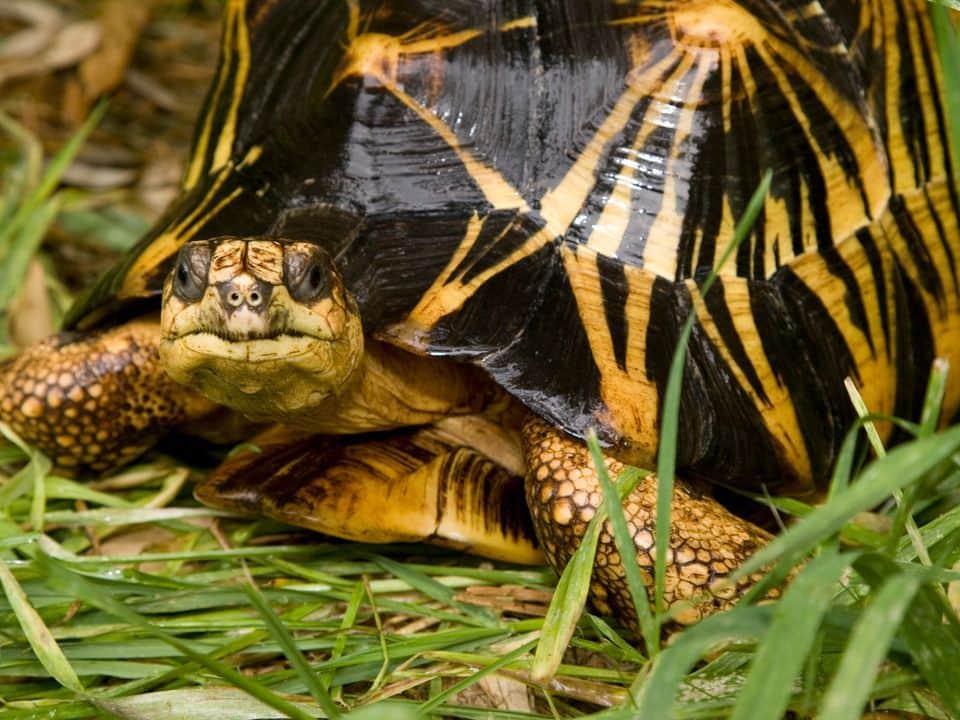 スミソニアン国立動物園さんのインスタグラム写真 - (スミソニアン国立動物園Instagram)「✨🐢 The radiated tortoise's star-patterned carapace (shell) inspired its name! Fine, intricate yellow lines radiate from the center of each dark plate. Blood vessels and nerves in their shell help them feel when they're being touched. 👋Meet them at the Reptile Discovery Center!」4月27日 3時58分 - smithsonianzoo