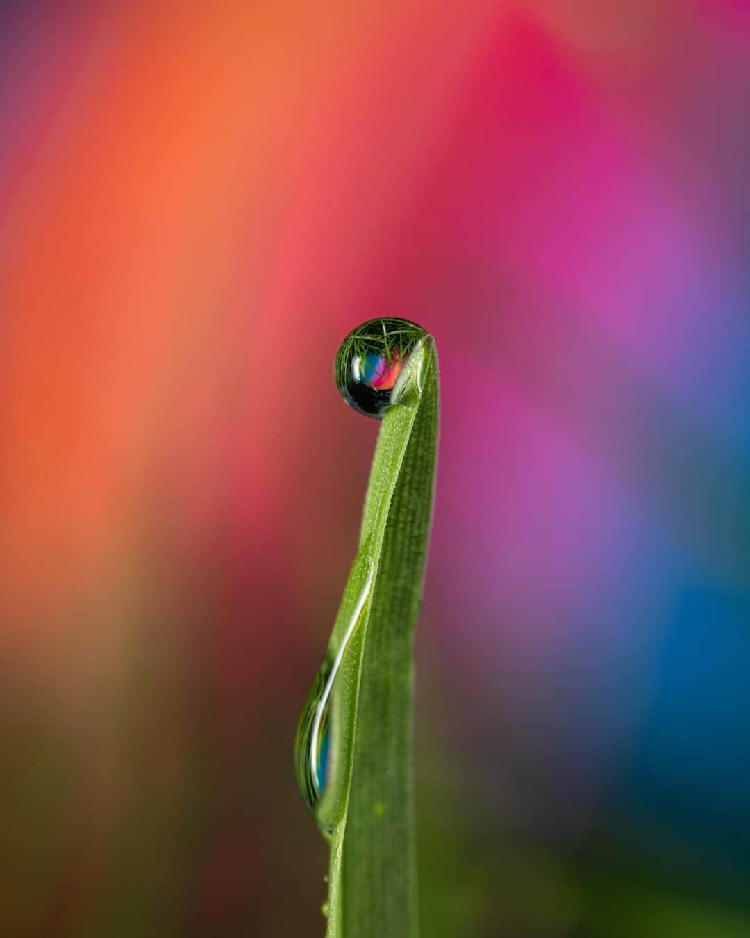 アンジー・ペインさんのインスタグラム写真 - (アンジー・ペインInstagram)「The baby’s ball, the backyard & April rain — a good summary of life these days. Mixing natural colors with human-made neons is not my typical style, but I had a ton of fun this morning shooting these.  • • • #macro #macrophotography #nature #naturephotography」4月27日 4時02分 - angelajpayne