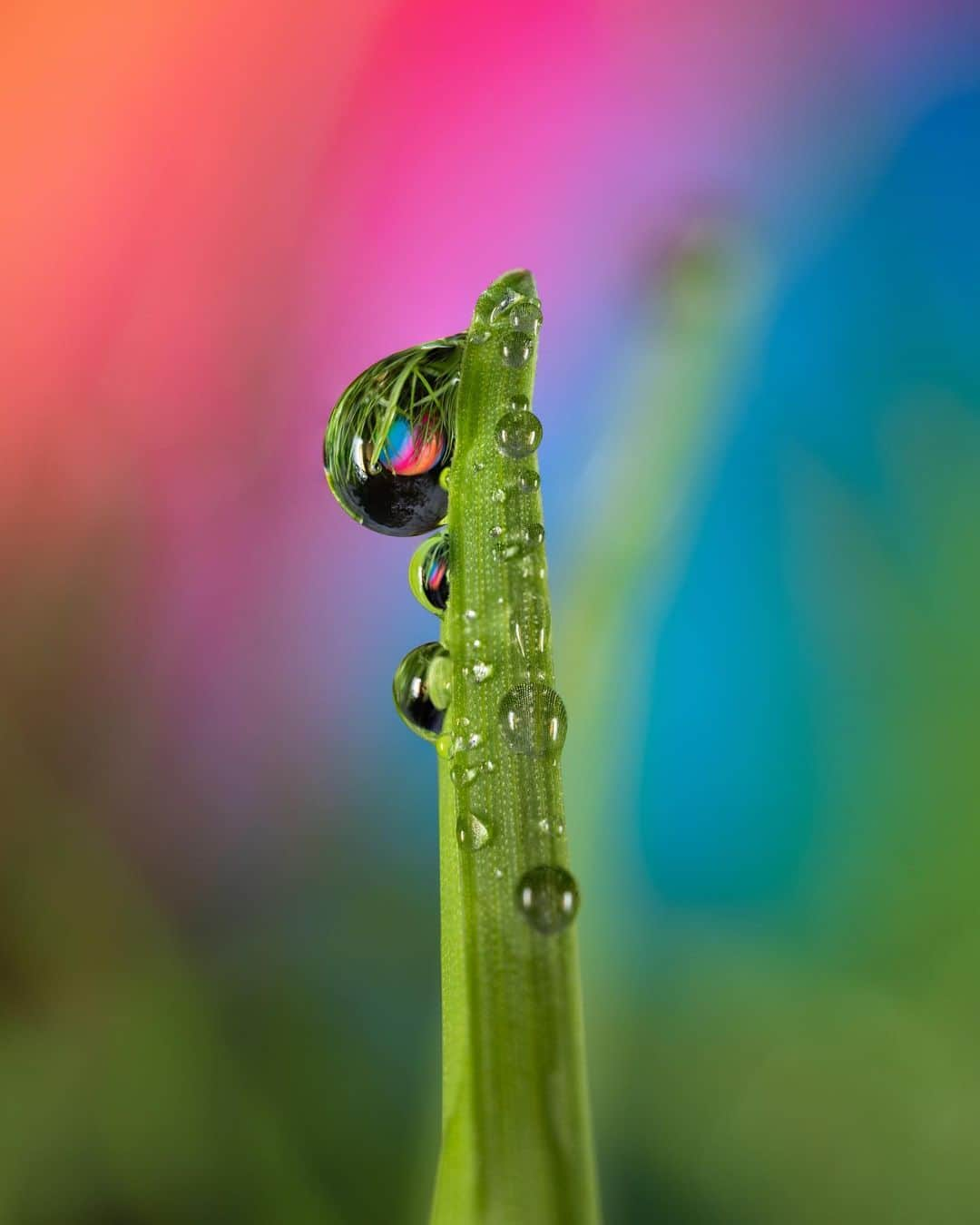 アンジー・ペインさんのインスタグラム写真 - (アンジー・ペインInstagram)「The baby’s ball, the backyard & April rain — a good summary of life these days. Mixing natural colors with human-made neons is not my typical style, but I had a ton of fun this morning shooting these.  • • • #macro #macrophotography #nature #naturephotography」4月27日 4時02分 - angelajpayne