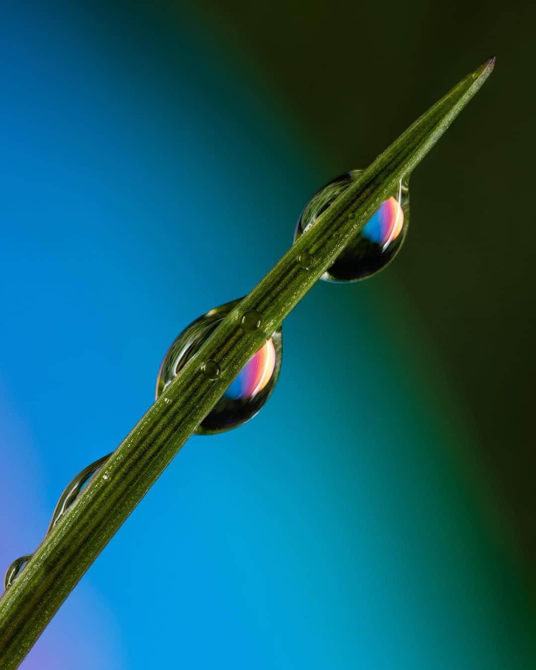 アンジー・ペインのインスタグラム：「The baby’s ball, the backyard & April rain — a good summary of life these days. Mixing natural colors with human-made neons is not my typical style, but I had a ton of fun this morning shooting these.  • • • #macro #macrophotography #nature #naturephotography」