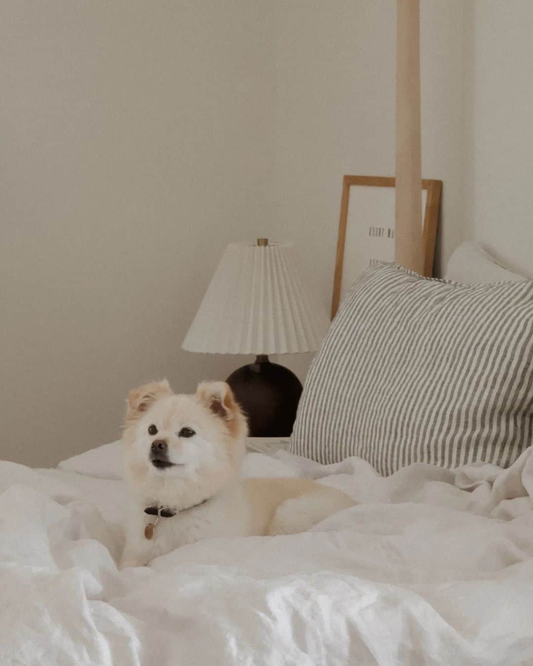 W E Y L I Eのインスタグラム：「At this point, is it our bed or Navi's bed? 🤷🏻‍♀️ Just swapped out our usual bedsheets with a new linen set for Spring. Now I'm tempted to hop back in bed at all times of the day 🫠」