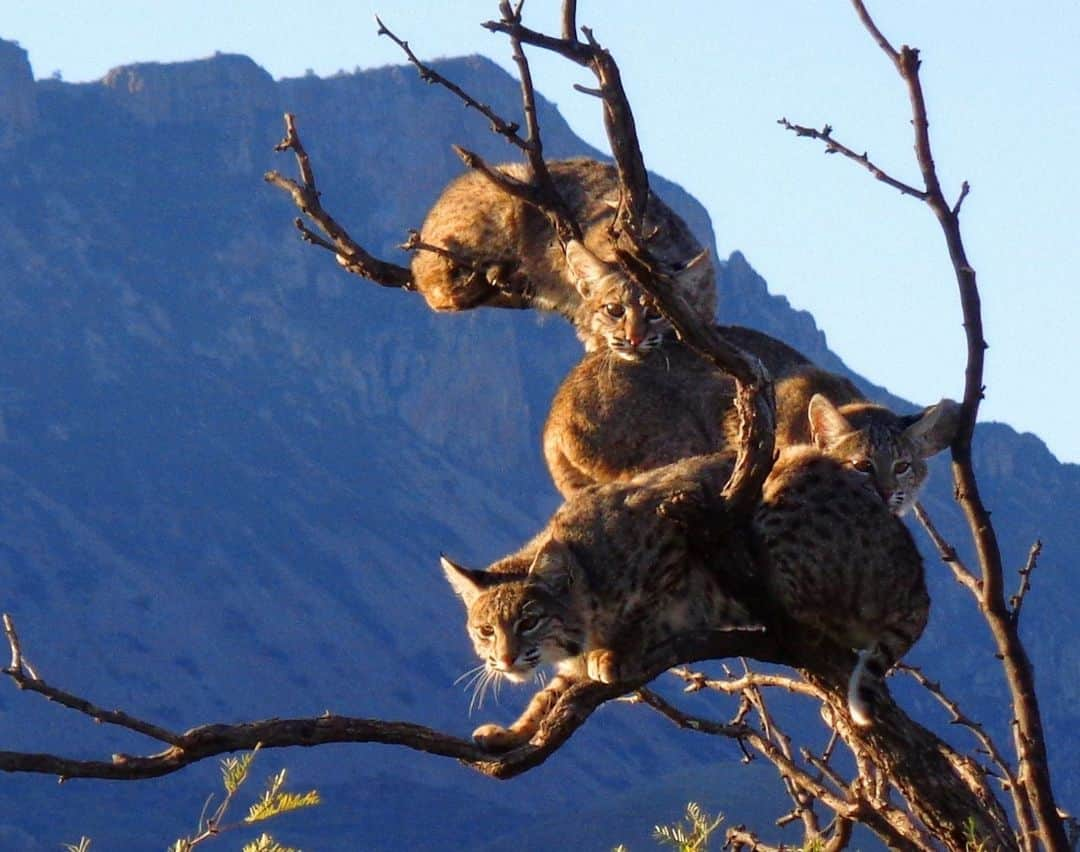 アメリカ内務省さんのインスタグラム写真 - (アメリカ内務省Instagram)「Worried about crowds this summer at your favorite national park? Branch out.   There are more than 400 national park units across the country for connecting with the outdoors, witnessing fantastic wildlife moments, learning important lessons from history and sharing adventures with friends and family.   As you plan your next adventure, check out ten alternatives to popular national parks - lynx in bio.  Photo by NPS   #NationalParkWeek #NationalParks #YourParkStory   Alt Text: Three bobcats in a mesquite tree at Big Bend National Park.」4月27日 5時15分 - usinterior