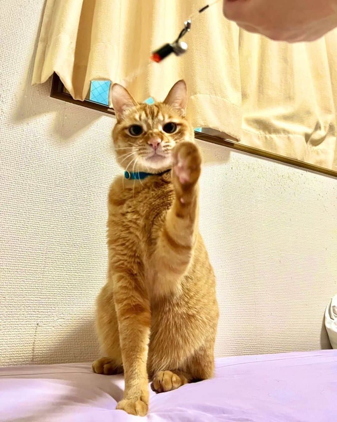 Nahoのインスタグラム