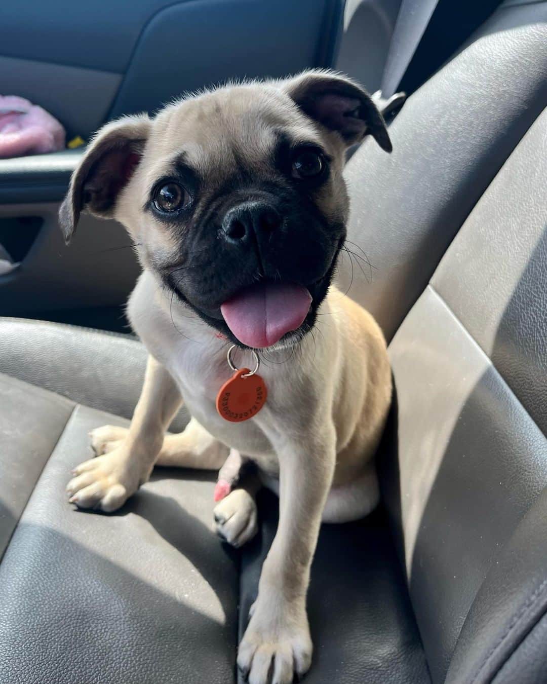 エミリー・スワローのインスタグラム：「Happy 1st Gotcha Day to our funny, loving, snuggable, pug-a-bull Arthur Miller Kimball. Your sister told me she luvs you even if you do “hazz rabeez”… (you don’t have rabies; it’s her way of saying yer cool)」