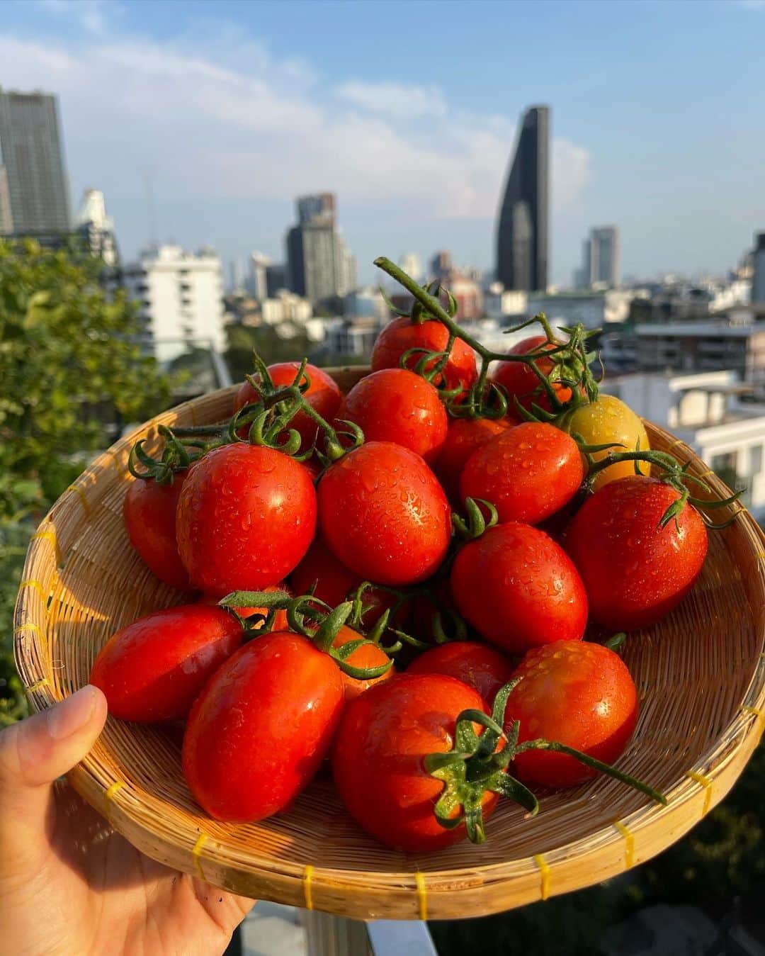 Amata Chittaseneeのインスタグラム：「Saying goodbye to #April as the hottest month in Thailand is finally coming to an end 😄 Harvested the last of my rooftop’s tomatoes & carrots and enjoying my Summer fruits & vegetables underneath the heating sun 🌽🥕🍉🍈 #urbanfarming #rooftopgarden #bangkok #thailand #organicfood #rawfood #สวนผักคนเมือง #pearypieskygarden」
