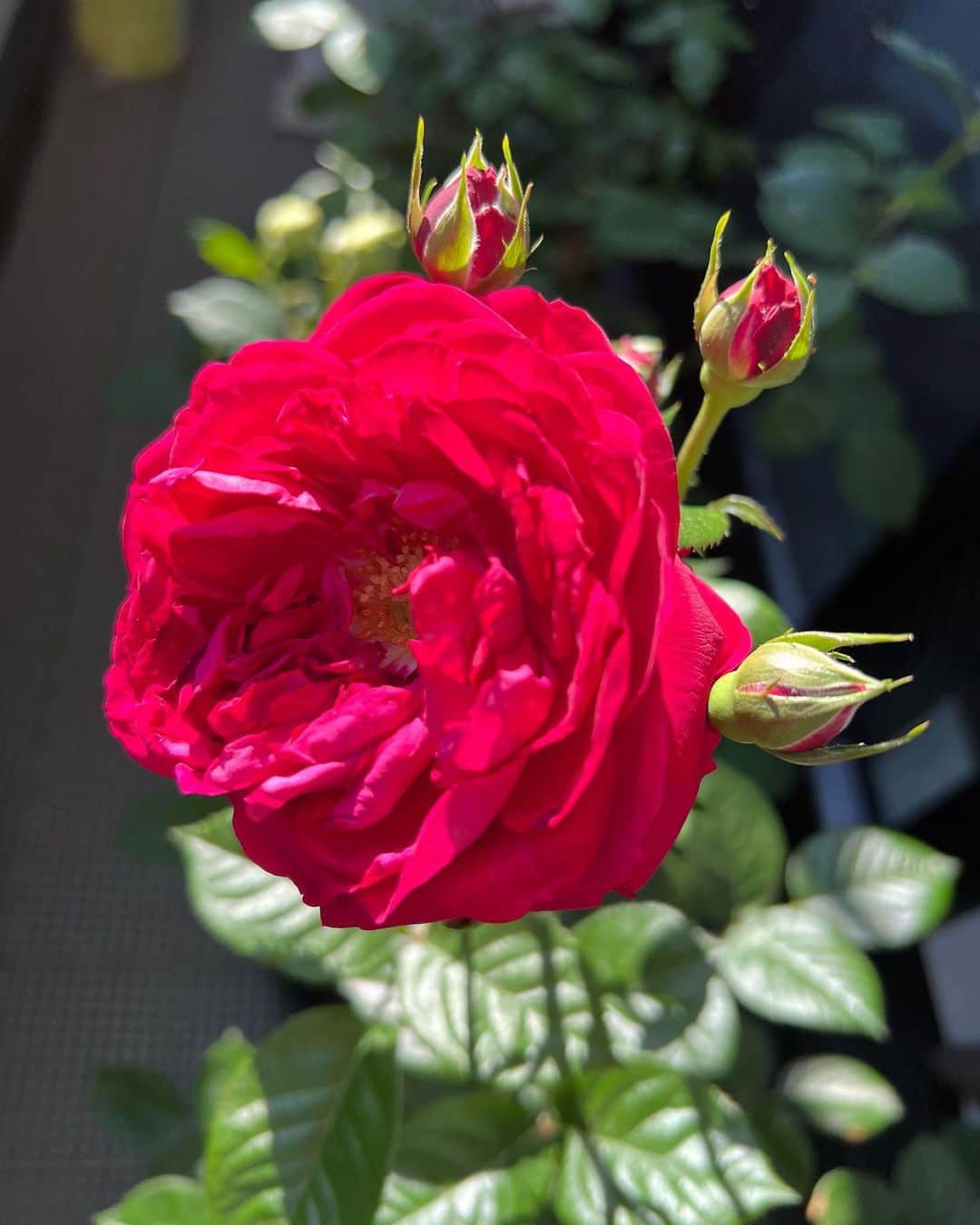 本間昭光のインスタグラム：「ここから立て続けに色々と開花しそう🌹」