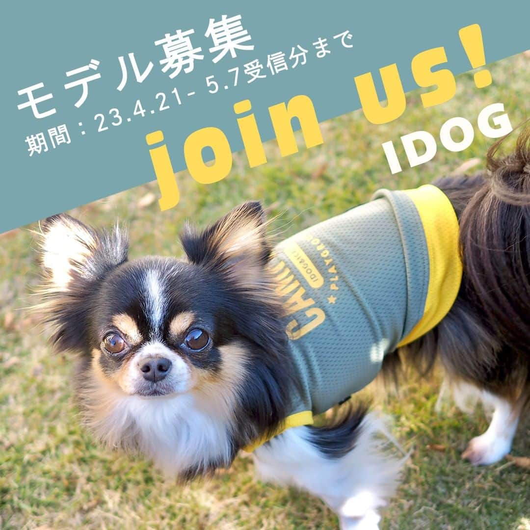 iDog&iCatさんのインスタグラム写真 - (iDog&iCatInstagram)「iDogではこの度犬モデルさんを募集いたします！！ 一緒にiDogサイトを盛り上げていただける方の熱いご応募お待ちしております！！  募集期間：2023年4月21日（金）～ 5月7日（日）メール受信分まで  【犬モデル募集詳細】 ●弊社規定のドッグウェアサイズを着用できるワンちゃん （XS・S・M・L・XL・XXL・F・DS・DM・DLサイズ） ●中・大型犬※弊社規定のLargeサイズを着用できるワンちゃん  犬種に限らず、色んなワンコモデルを募集いたします。  【iDog＆iCatモデルさんにしていただくこと】 ①当社からお洋服等をお届けします。（デザイン、枚数等は選べません。） ②ご自宅等でオーナー様にお写真を撮影していただきます。 ③期日までに写真データを送付していただきます。  【モデル任期】 2023-24秋冬コレクション（2023年6月頃）～2025春夏コレクション（2025年5月頃）までの約２年間の長期契約となります。  【応募方法】 要項ページから応募内容をコピーして、必要事項をご記入の上、愛犬の写真を添付してメールにてお送りください。（添付画像は2～3枚程度まで） ※必ずご自分で撮った写真を添付してください。 スマホ/iPhone/携帯電話で撮影されたもの・写真屋などで撮影されたものは不可とさせていただきます。 ※必ずデジタルカメラ(一眼レフ・ミラーレスカメラ含む)で撮影したものを添付してください。 ※2カ月以内に撮影した写真でお願いします。  要項ページより条件等を必ずご確認の上、ご応募下さい。 ※ストーリーから要項ページにアクセスできます！  #iDog #iDogiCat #iCat #ペット服 #ドッグウェア #犬服 #犬の服 #犬の服iDog #うちの子優勝 #モデル募集 #ペットモデル #iDogモデル  Photo by IDOG&ICAT公式／ペットグッズメーカー on April 21, 2023. May be an illustration of Bedlington terrier, poster and text.  Photo by IDOG&ICAT公式／ペットグッズメーカー on April 21, 2023. May be an image of slow loris, bread, pie and text.」4月27日 15時49分 - idogicat