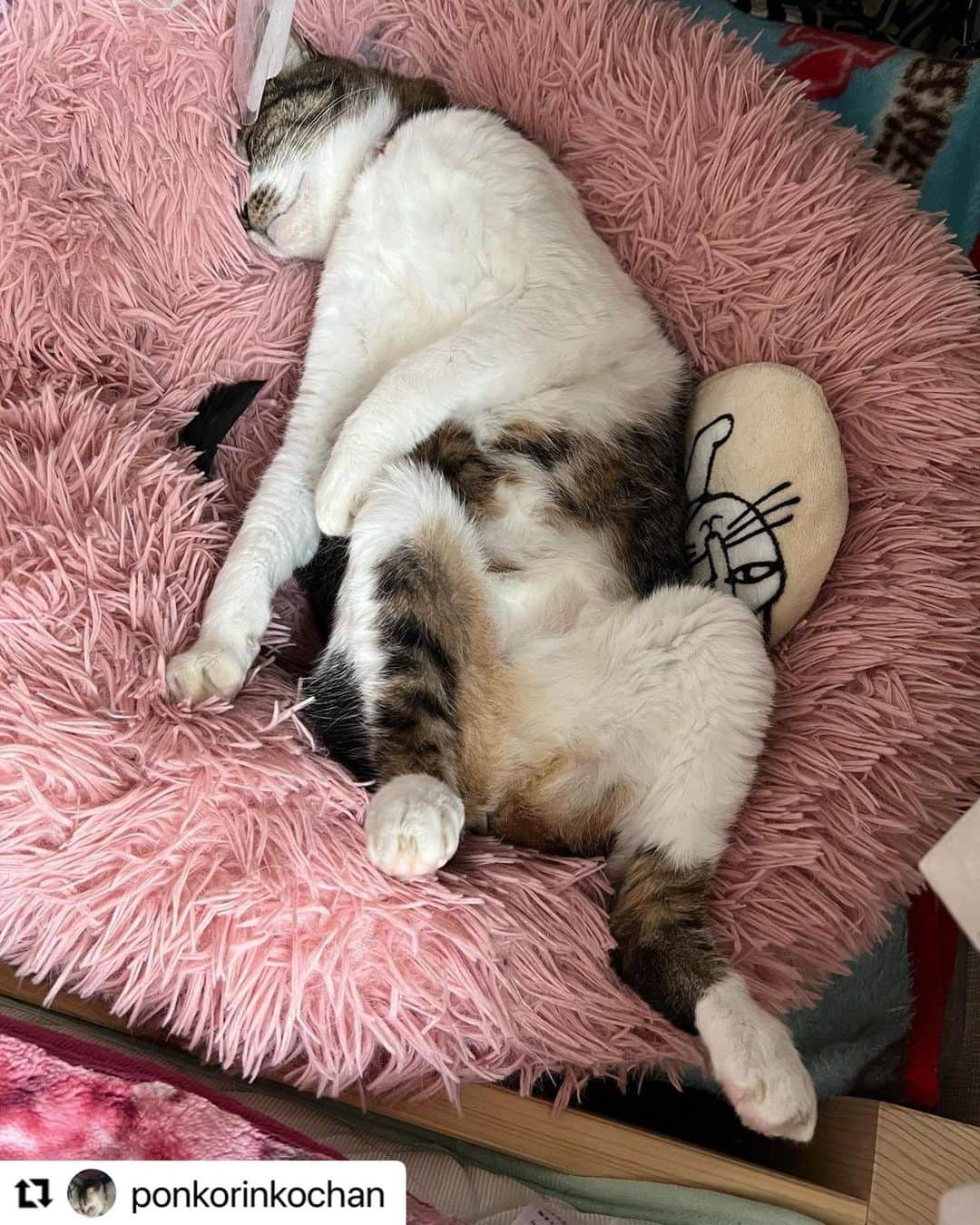 のインスタグラム：「#Repost @ponkorinkochan さんのポンちゃん。  眠いー💤 けど、起きなきゃ でも、眠い やっぱり起きなきゃ…  朝の葛藤ポーズ😁  ハッシュタグ #いぬのきもち #ねこのきもち に投稿いただいた可愛い写真をご紹介しています！ 「いぬのきもちWEB　MAGAZINE」、「ねこのきもちWEB MAGAZINE」でもご紹介させていただくことも！  -------------------  .  #ねこ #猫  #ねこすたぐらむ #ねこのきもち #ねこ好き #ねこと暮らす #ねこ好きさんと繋がりたい #猫好きな人と繋がりたい #猫がいる生活 #猫と暮らす#猫好き #cat #catstagram #catsofinstagram #cats_of_instagram」