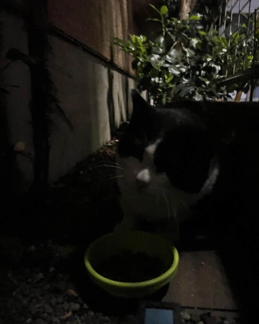 Kachimo Yoshimatsuさんのインスタグラム写真 - (Kachimo YoshimatsuInstagram)「こんばわ〜と 闇に溶け込むイカスミ 珍しく夜来た。 夜のご飯場で変化が起きたかな？  #うちの猫ら #猫 #ikasumi #ねこ #ニャンスタグラム #にゃんすたぐらむ #ねこのきもち #cat #ネコ #catstagram #ネコ部 http://kachimo.exblog.jp」4月27日 7時40分 - kachimo