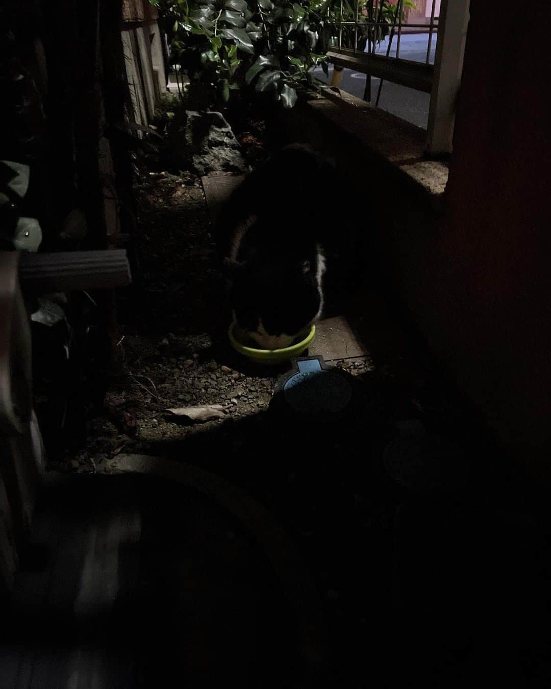 Kachimo Yoshimatsuさんのインスタグラム写真 - (Kachimo YoshimatsuInstagram)「こんばわ〜と 闇に溶け込むイカスミ 珍しく夜来た。 夜のご飯場で変化が起きたかな？  #うちの猫ら #猫 #ikasumi #ねこ #ニャンスタグラム #にゃんすたぐらむ #ねこのきもち #cat #ネコ #catstagram #ネコ部 http://kachimo.exblog.jp」4月27日 7時40分 - kachimo