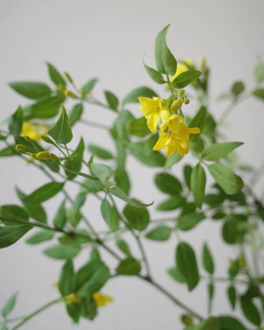 高垣麗子さんのインスタグラム写真 - (高垣麗子Instagram)「* おはようございます𓂃  お花屋さんではライラックを見かける季節になりました 黄色いソケイもいい香り𓂃𓂃  今日も良い一日を☺️  * #flowers  #ライラック」4月27日 7時41分 - reikotakagaki