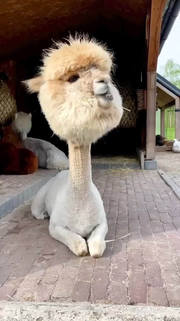 Live To Exploreさんのインスタグラム動画 - (Live To ExploreInstagram)「What’s dis? 🦙