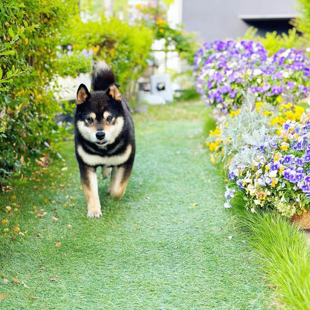 BlackRed shibasのインスタグラム：「Good morning thursday! . やまと　と 毎日距離が近くなるのを感じます。 😊 . . .  #2023yamato #柴犬 #shiba #shibainu #dog #rescuedog #rupinasu卒業犬 #rupinasu  #黒柴犬 #cute #元保護犬 #rescuedogs #japan #japandog #元保護犬今は過保護 #lovely #cute #cutestdog #awesomeanimals」