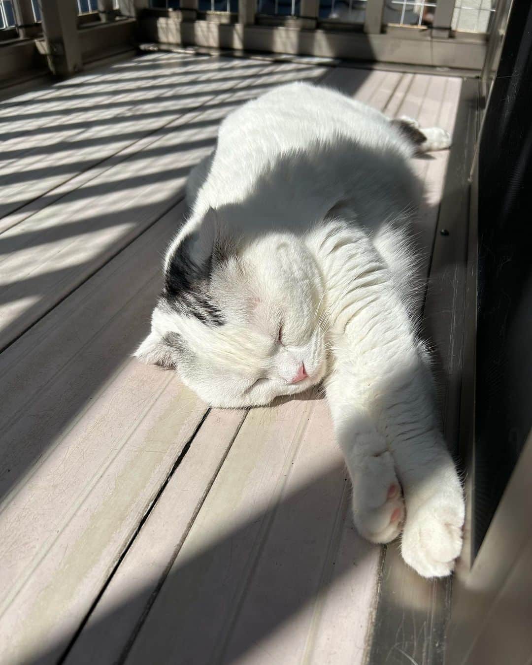 KAORUさんのインスタグラム写真 - (KAORUInstagram)「外で寝る気持ち良さを 知ってしまった #幸来 ちゃん☀️  #諭吉と幸来 #ゆきさく #猫のいる暮らし」4月27日 8時49分 - yukisaku_88