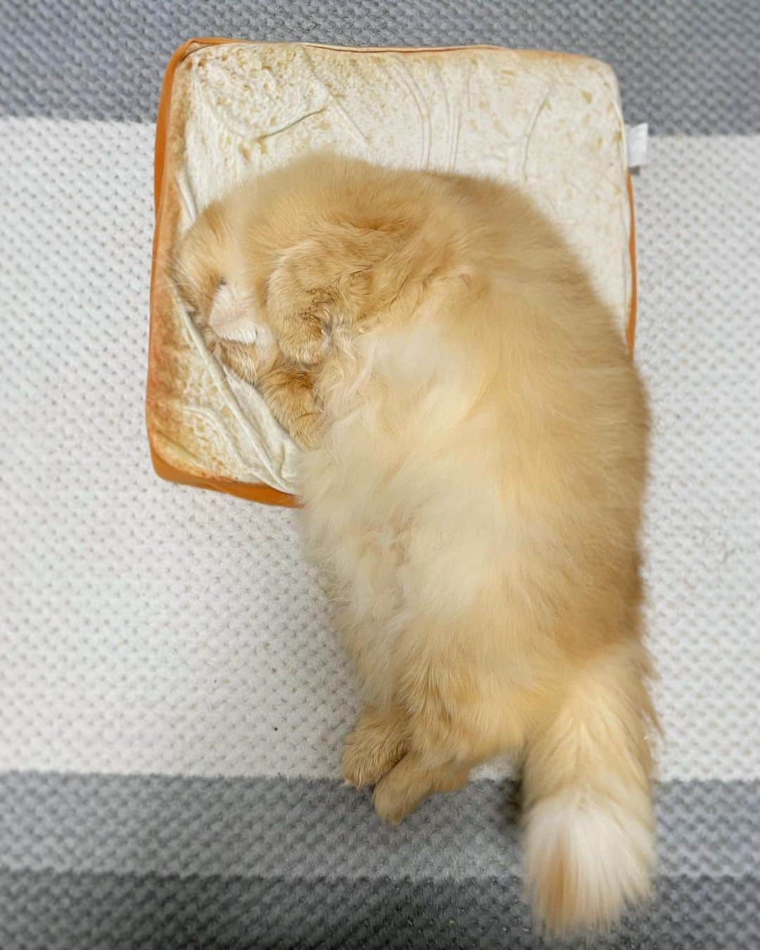 女将のインスタグラム：「Ulu  🍞🥐  #パン祭り #ウル仙人  #ilovecats#お値段以上ニトリ#ねこ#エキゾチックロングヘア」