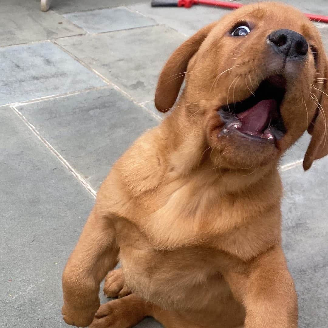 World of Labradors!さんのインスタグラム写真 - (World of Labradors!Instagram)「Meet Harry! #redfoxlab - @redfox_harry」4月27日 9時20分 - worldoflabs