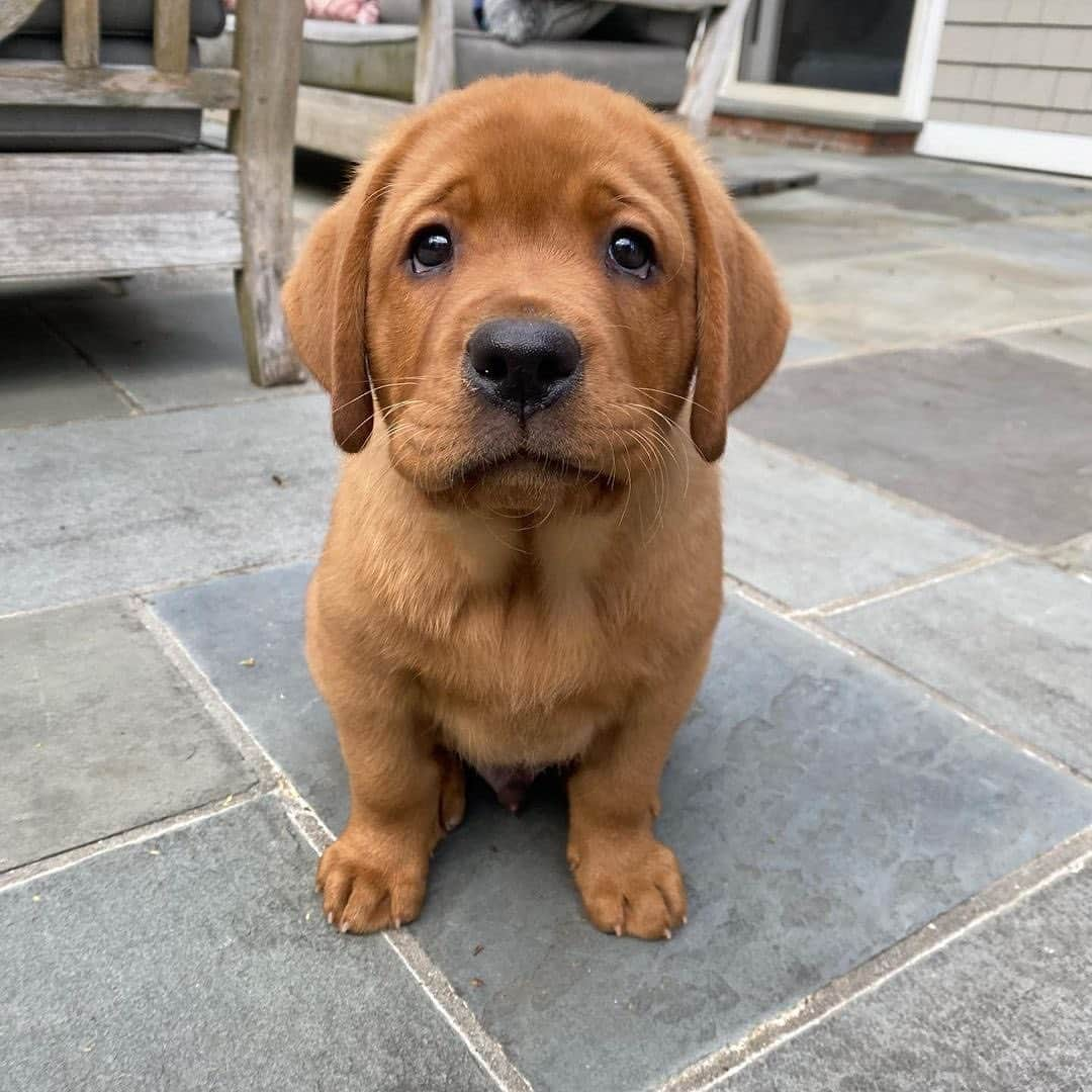 World of Labradors!のインスタグラム：「Meet Harry! #redfoxlab - @redfox_harry」