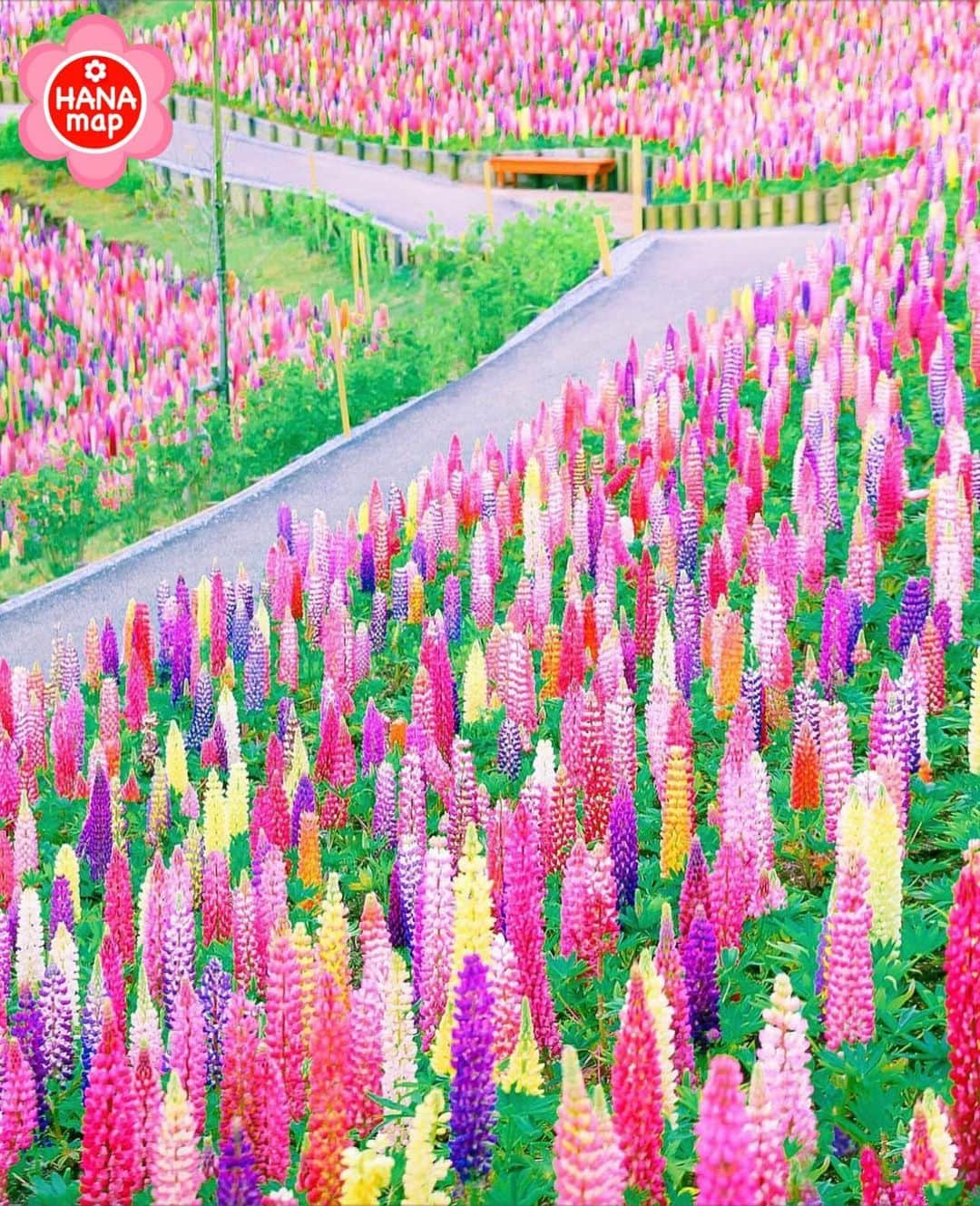 はなまっぷ❁日本の花風景さんのインスタグラム写真 - (はなまっぷ❁日本の花風景Instagram)「🌸はなまっぷ🌸 * @kiyuuuyik さんの 花のある風景に花まるを💮 * 観ているだけで楽しくなれる色とりどりのルピナスをありがとうございます😊🌸 * #栃木　#鹿沼市花木センター公社 Kanuma, Tochigi Pref. * 🌼ルピナスの花言葉📝🌼 いつも幸せ * ※見頃が過ぎている花、終わっている花もご紹介させていただいています。 * 🌸•••🌸•••🌸•••🌸•••🌸•••🌸 * いつも素敵なお花をありがとうございます😊 #はなまっぷ #日本の美しい花風景#花のある風景#花#花言葉#花畑#春#ルピナス#カラフル * 🌸••••••お知らせ••••••🌸 * 花風景検索サイト　はなまっぷ https://hanamap.com 🔍「はなまっぷ」または @hanamap プロフィール欄から ぜひご覧ください * 📖🌸📖🌸📖🌸📖🌸📖 四季の花々を訪ねていきたい にっぽんの花地図 好評発売中📘 📖🌸📖🌸📖🌸📖🌸📖」4月27日 9時31分 - hanamap
