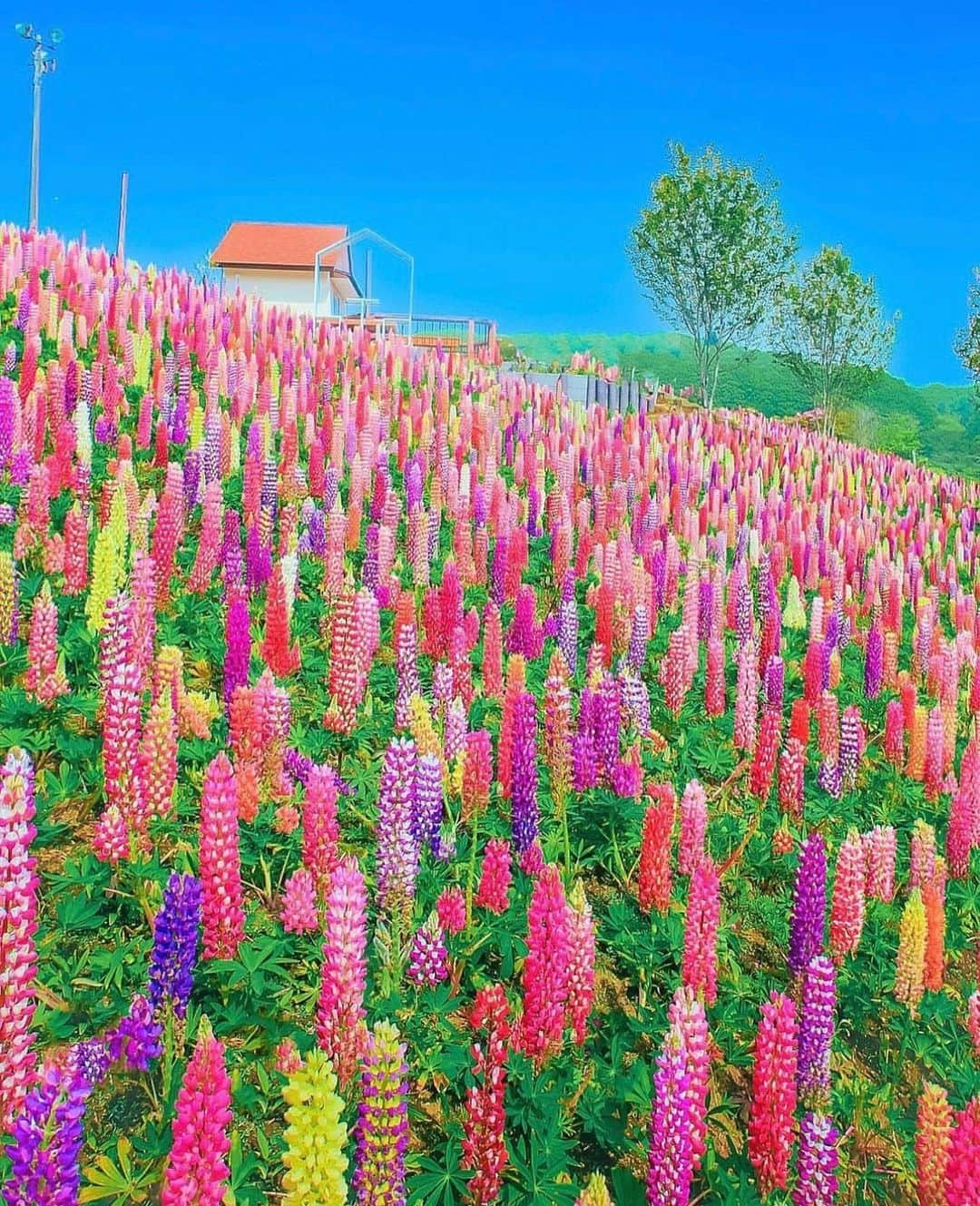 はなまっぷ❁日本の花風景さんのインスタグラム写真 - (はなまっぷ❁日本の花風景Instagram)「🌸はなまっぷ🌸 * @kiyuuuyik さんの 花のある風景に花まるを💮 * 観ているだけで楽しくなれる色とりどりのルピナスをありがとうございます😊🌸 * #栃木　#鹿沼市花木センター公社 Kanuma, Tochigi Pref. * 🌼ルピナスの花言葉📝🌼 いつも幸せ * ※見頃が過ぎている花、終わっている花もご紹介させていただいています。 * 🌸•••🌸•••🌸•••🌸•••🌸•••🌸 * いつも素敵なお花をありがとうございます😊 #はなまっぷ #日本の美しい花風景#花のある風景#花#花言葉#花畑#春#ルピナス#カラフル * 🌸••••••お知らせ••••••🌸 * 花風景検索サイト　はなまっぷ https://hanamap.com 🔍「はなまっぷ」または @hanamap プロフィール欄から ぜひご覧ください * 📖🌸📖🌸📖🌸📖🌸📖 四季の花々を訪ねていきたい にっぽんの花地図 好評発売中📘 📖🌸📖🌸📖🌸📖🌸📖」4月27日 9時31分 - hanamap