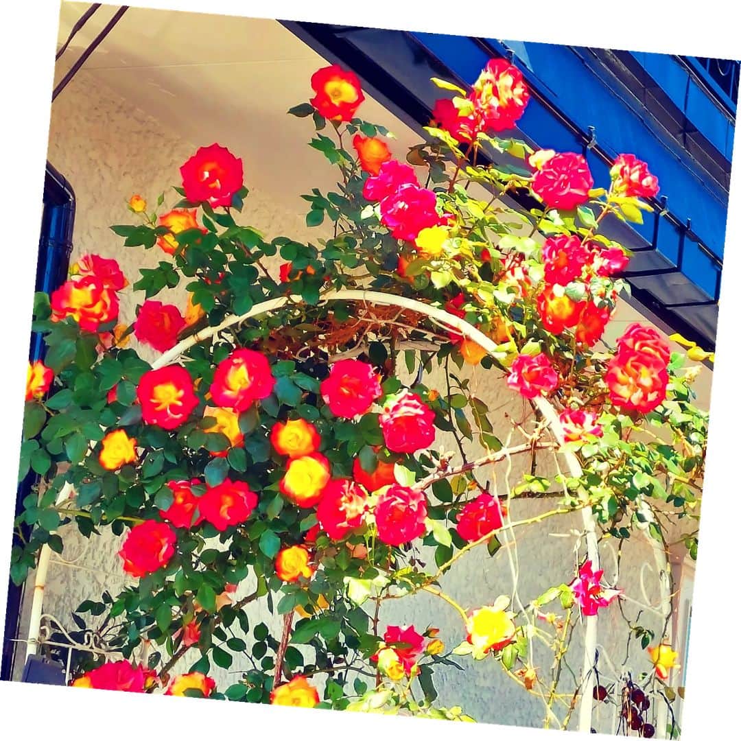 愛華みれさんのインスタグラム写真 - (愛華みれInstagram)「#薔薇  #チャーリー  という名前の　七色変化の🌹ばら‼️  恒例の🌹この季節  満開です  昨日の雨で、  より鮮やかに  真っ赤になっています  仏さまにも、、薔薇を～🌹  お気に入りコーナーには、  #いづみさんキャンドル  と、、  ご子息、  賢人さんのサイン入りプロマイドまで、、、  決まってるね✨」4月27日 10時37分 - mireaika