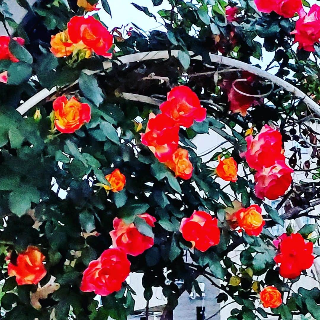 愛華みれさんのインスタグラム写真 - (愛華みれInstagram)「#薔薇  #チャーリー  という名前の　七色変化の🌹ばら‼️  恒例の🌹この季節  満開です  昨日の雨で、  より鮮やかに  真っ赤になっています  仏さまにも、、薔薇を～🌹  お気に入りコーナーには、  #いづみさんキャンドル  と、、  ご子息、  賢人さんのサイン入りプロマイドまで、、、  決まってるね✨」4月27日 10時37分 - mireaika