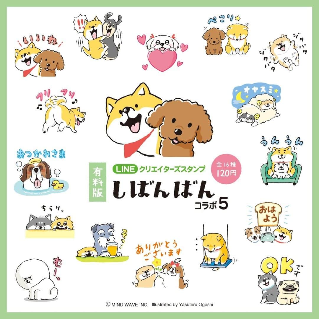 オオゴシヤステルのインスタグラム：「⭐️LINEスタンプ情報⭐️ LINEクリエーターズスタンプ 『【有料版】しばんばん コラボ 5』がリリース！  たくさんのご要望にお応えして… 期間限定で無料配布されていた「しばんばん ×ファンケル」が有料版として復活！  ず〜っと使ってね♪  販売ページにはストーリーズまたは ハイライト「LINEスタンプ」からいけます✈️  ▶️https://line.me/S/sticker/22756691  〈ฅ `ᴥ´ ฅ〉(ฅ・ᴥ・ฅ)  #LINE #lineスタンプ #ファンケル #マインドウェイブ #mindwave #しばんばん #shibanban #むちころばんばん #muchicorobanban #オオゴシヤステル #柴犬 #しばいぬ #shibainu」