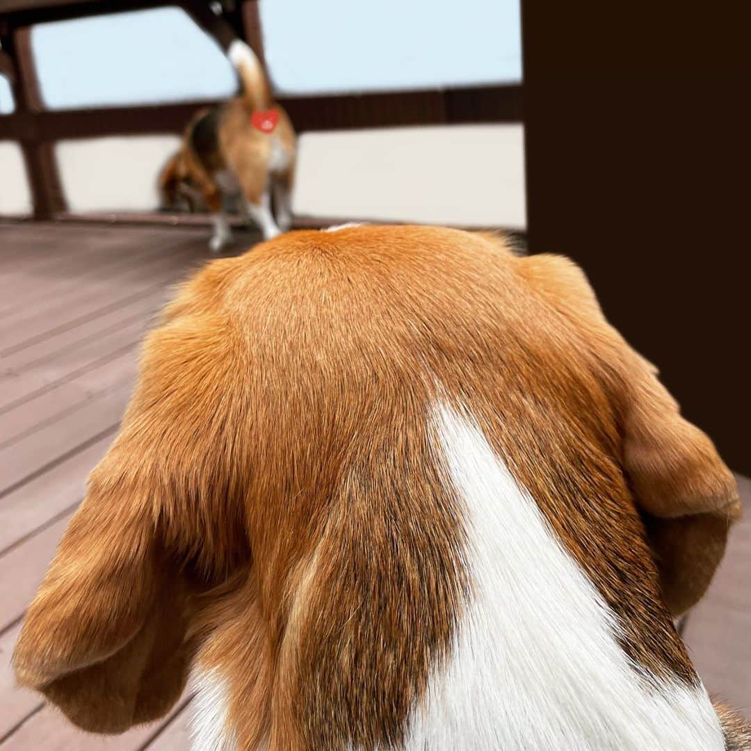 スティーヴン★スピルハンバーグさんのインスタグラム写真 - (スティーヴン★スピルハンバーグInstagram)「日常4コマーぬと いーぬの後頭部と後頭部ごしのいーぬ  #4コマ#パンダと犬#犬かわいい#犬#ビーグル#スティーヴンスピルハンバーグ」4月27日 11時34分 - steven_spielhamburg