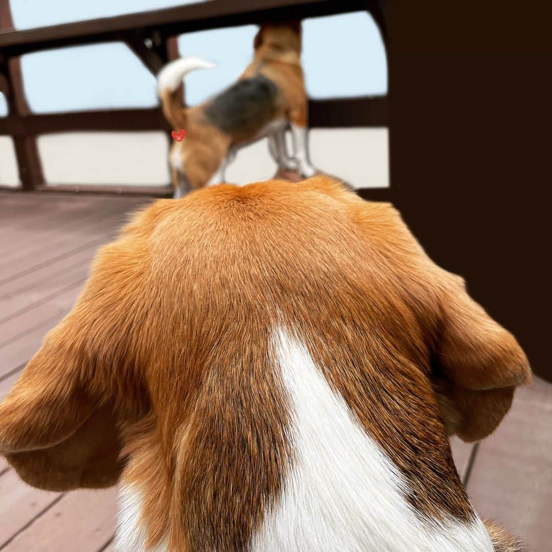 スティーヴン★スピルハンバーグさんのインスタグラム写真 - (スティーヴン★スピルハンバーグInstagram)「日常4コマーぬと いーぬの後頭部と後頭部ごしのいーぬ  #4コマ#パンダと犬#犬かわいい#犬#ビーグル#スティーヴンスピルハンバーグ」4月27日 11時34分 - steven_spielhamburg