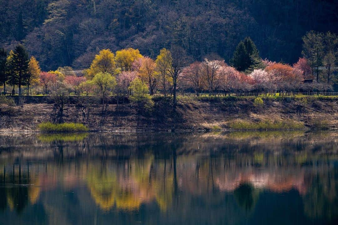 山人さんのインスタグラム写真 - (山人Instagram)「錦秋湖に映る桜と春紅葉の木々。 西和賀町の春は桜だけではなく、桂の木やカエデの木などが秋のような色になるのが好きです😆   #西和賀 #無地内 #安ヶ沢 #ほっとゆだ駅 #あやめ公園 #前向きに #山人 #yamado #桜 #四季 #春 #spring  #宝 #自然  #盛岡市 #お花見 #東北の桜 #角館 #武家屋敷 #角館武家屋敷 #桧木内川 #宣伝 ↓通販サイトはこちら↓ https://shop.yamado.co.jp/  #鍋#お取り寄せ#お取り寄せグルメ#おうちで鍋#stayhome#おうち時間#おうちごはん」4月27日 11時37分 - yamado.official