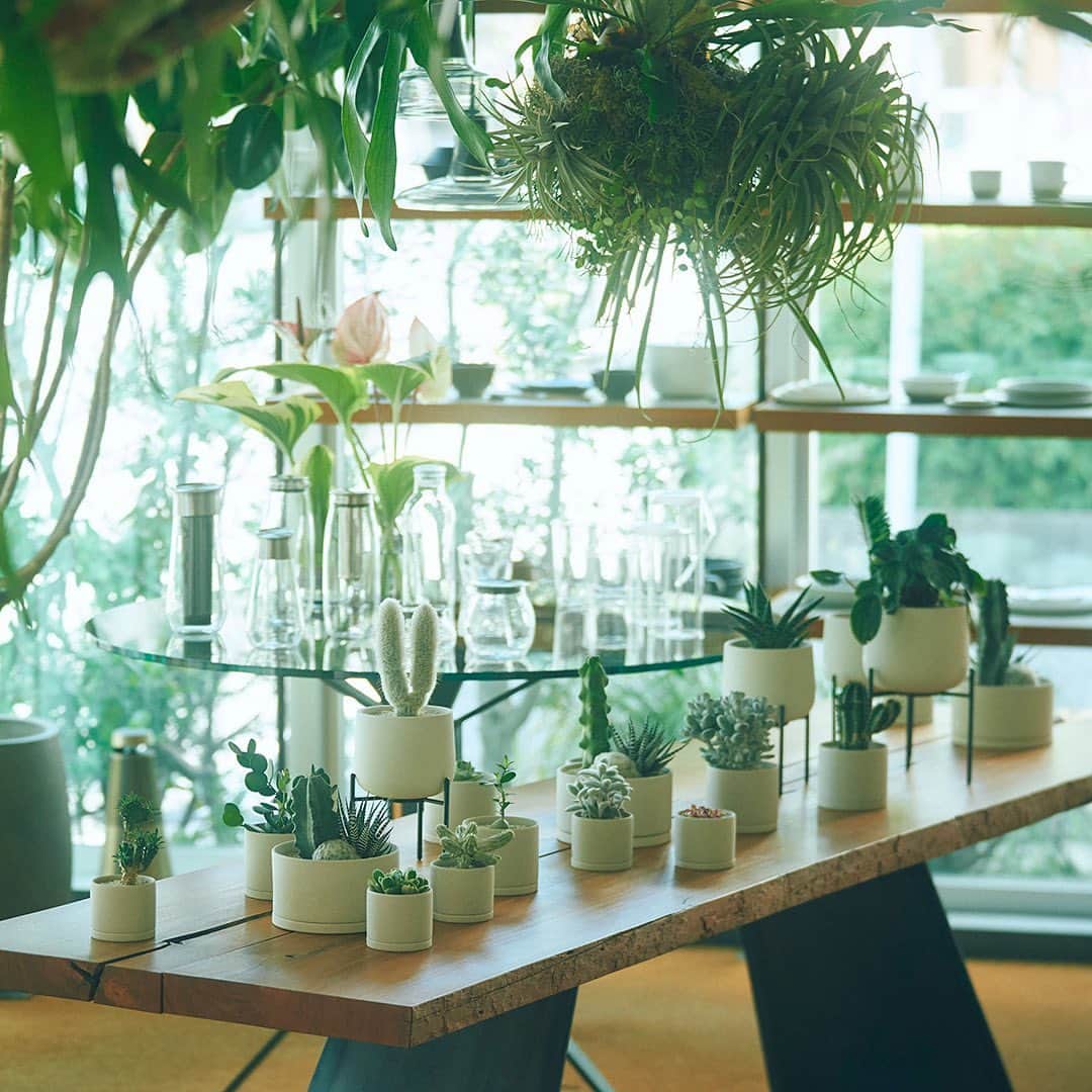 のインスタグラム：「【NEWS】MOLLIS EXHIBIT 2023 Spring 本日より開催  MOLLIS新作のスタンドタイプの鉢植えから寄せ植え植物まで幅広くご用意しております。 植物監修の小田康平氏によるインスタレーションも実施中。  MOLLISの世界観を体験しにぜひお立ちよりください。  期間：  2023/4/27（木）~ 6/30（金） * MOLLISサイトでも同時販売予定, スタンドタイプのみ店舗限定販売  会場： KINTO STORE Tokyo 住所： 東京都目黒区青葉台1-19-12 アクセス：中目黒駅正面改札より徒歩6分 時間： 12:00～19:00（定休日なし）」